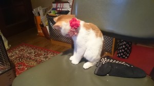 DSC_1376　茶々丸201512192